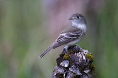 Least Flycatcher