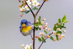 Northern Parula