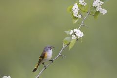 American Redstart