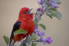 Scarlet Tanager