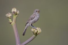 Verdin