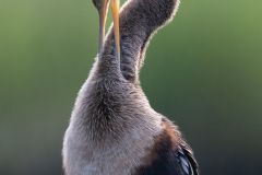 Anhinga