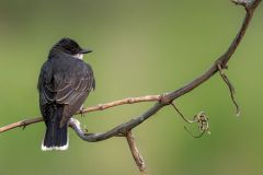 Eastern Kingbird