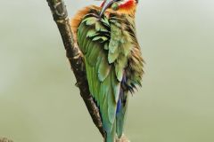 Bee Eater with Rawsonia Berry