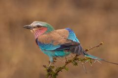 Lilac Breasted Roller