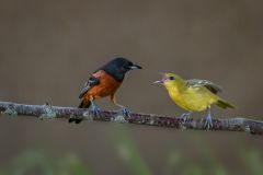 Orchard Orioles