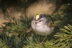 Golden Crowned Kinglet