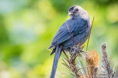 Gray Cat Bird