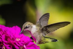 Ruby Throated Hummingbird
