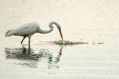 Great Egret Fishing