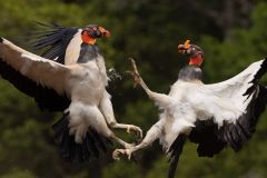 King Vultures