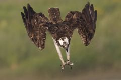 Osprey