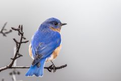 Eastern Bluebird