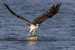 Osprey with Fish