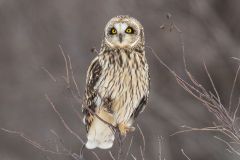 Short-Eared Owl