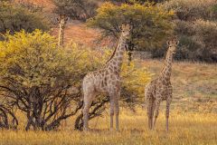 Giraffes