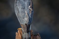 Merlin