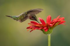 Ruby-Throated Hummingbird