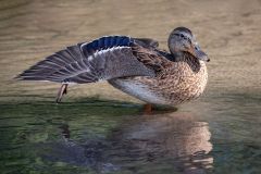Female Mallard