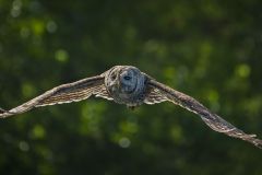 Barred Owl