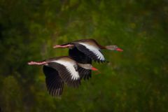 Black Billied Whistling Duck