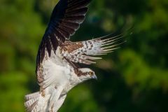 Osprey in Fly