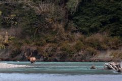 Elk Crossing River