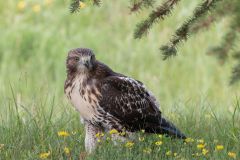 Juvenile Redtail Hawk