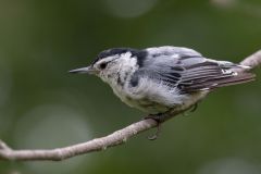 White-Breasted Nuthatch