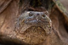 Snapping Turtle