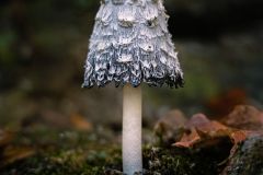 Shaggy Mane Mushroom
