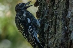 Juvenile Yellow Bellied Sapsucker with Prey