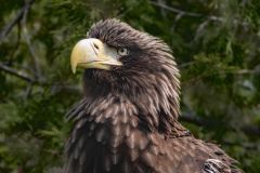Golden Eagle