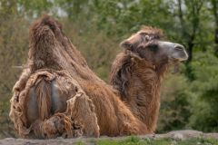 Molting Camel