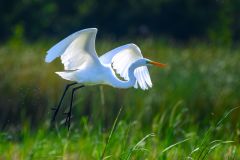 Egret Takes Flight