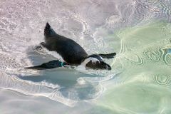 African Penguin