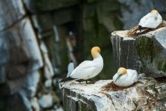 Northern Gannets Nesting