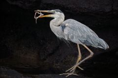 Great Blue Heron Long Lunch