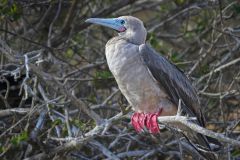 Red Footed Boobie Natural Habitat
