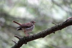 Hermit Thrush