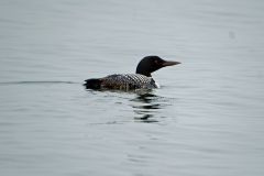 Loon