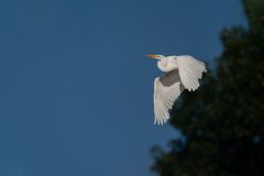 Great Egret
