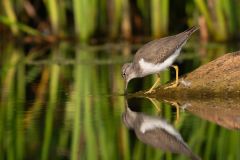Spotted Sandpiper