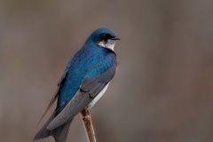 Tree Swallow