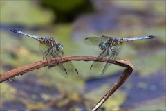 Blue Dasher Standoff