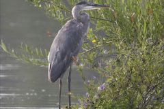 Great Blue Heron Cryptic Colouration