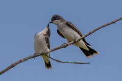 Eastern Kingbird Feeding Its Young