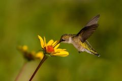 Ruby-Throated Hummingbird and Heliopsis Sunflower