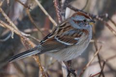 Sparrow on Dogwood