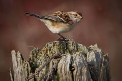 Sparrow on Fencepost